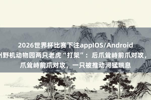 2026世界杯比赛下注appIOS/Android手机版下载 安徽宿州野机动物园两只老虎“打架”:后爪耸峙前爪对攻,一只被推动河猛喘息