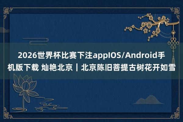 2026世界杯比赛下注appIOS/Android手机版下载 灿艳北京|北京陈旧菩提古树花开如雪